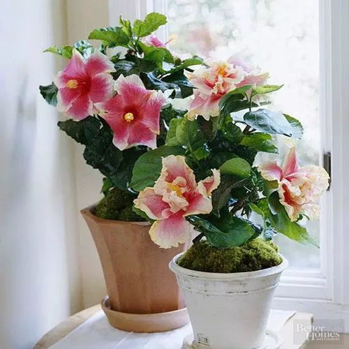 折射光就能活 19种室内种植花卉推荐