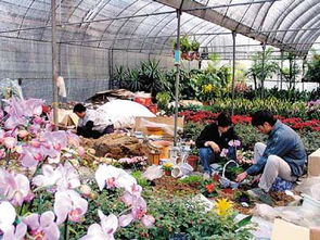 花卉产业强省 云南如何领跑全国并影响世界