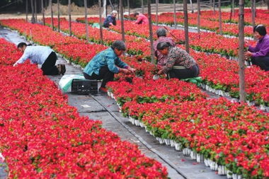天安门巨型花篮亮相 10级大风中绽放的景象盛宴