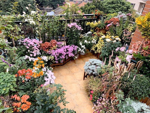 她把阳台变成小花园 只养一种植物，365天的蜕变