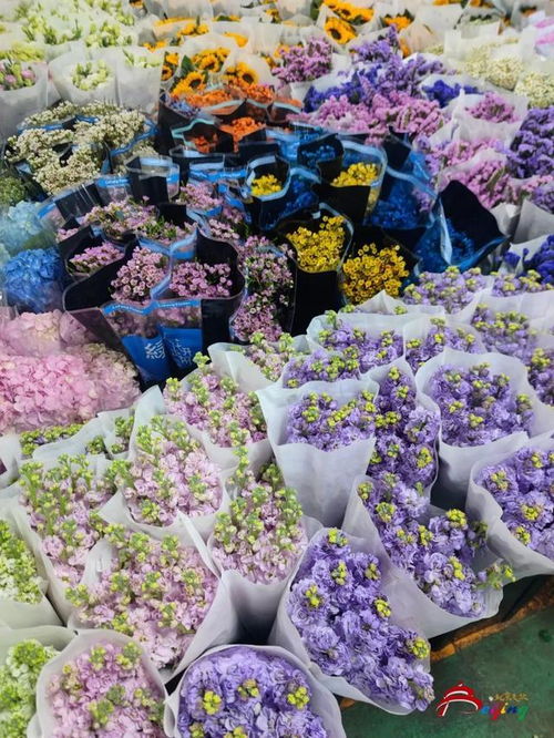 选购年宵花，来这些花卉市场，体验种植花卉的乐趣