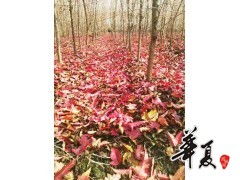 品质之选，华新花木种植专业合作社精品茶条槭大量供应