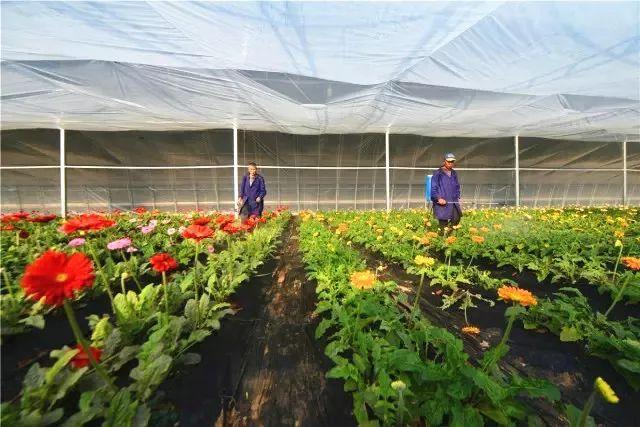 花卉种植经销与特色餐饮融合 综合园区的种植之道与发展模式