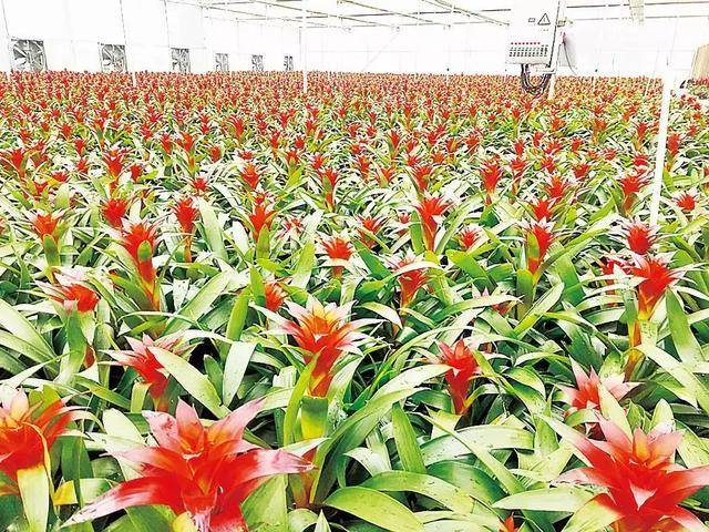 前锋镇 党建引领聚合力 花卉种植铺就乡村振兴路