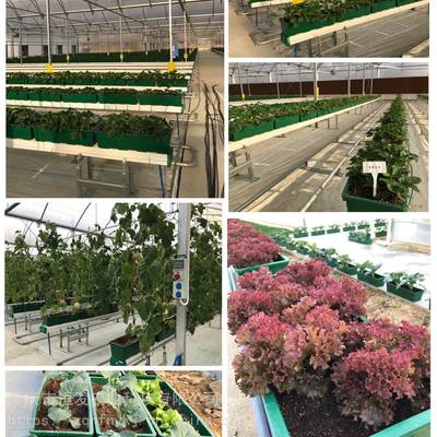 沃土育芳华 泥炭土与专用基质在花卉种植中的科学应用